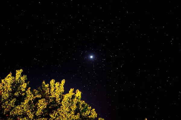 Night Sky Shining Stars Background Trees Jupiter Planet Sky — Stock Photo, Image