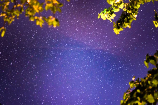 Night sky with shining stars on the background of trees