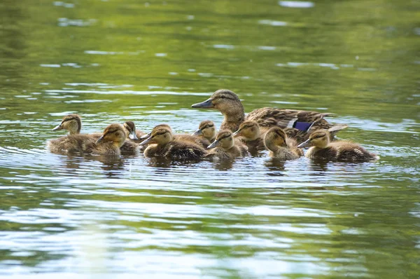 Swimming duck's family — Stock Photo, Image