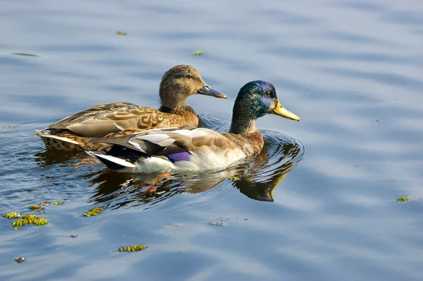 Couple of ducks — Stock Photo, Image