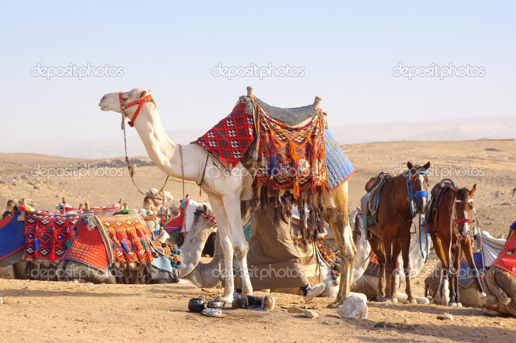 Camel and horses