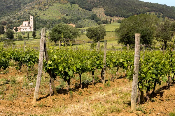 Vineyards and Tuscan abbey — Stock Photo, Image