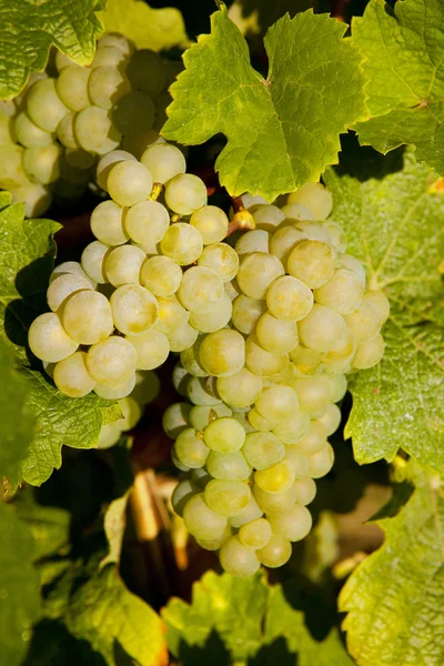 Grapevine skördetid — Stockfoto