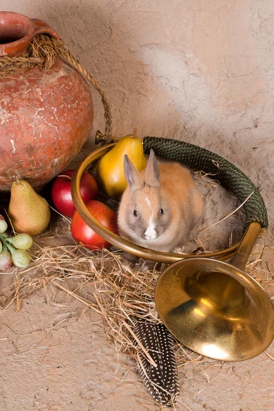 Hunting horn and rabbit — Stock Photo, Image