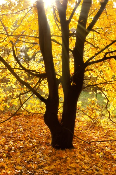 Zon balken op een herfst boom — Stockfoto