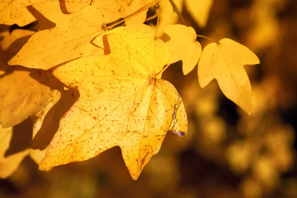 Falllöv — Stockfoto