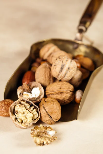 Copper shovel with autumn nuts — Stock Photo, Image
