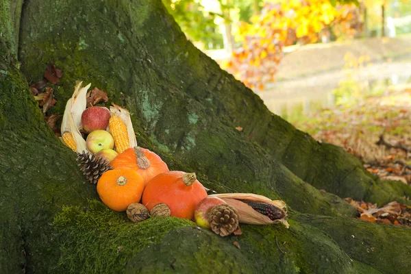 Halloween pompoenen stilleven — Stockfoto