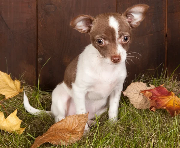 Chihuahua în toamnă — Fotografie, imagine de stoc