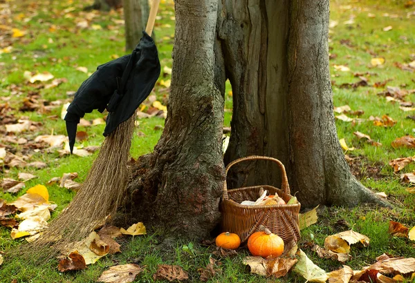 Hollow tree and a witch hat — Stock Photo, Image