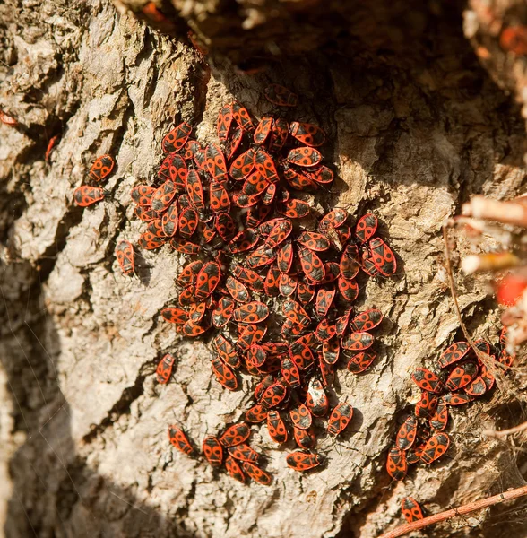 Halloween bugs — Stock Image Halloween bugs Royalty Free Stock Photos