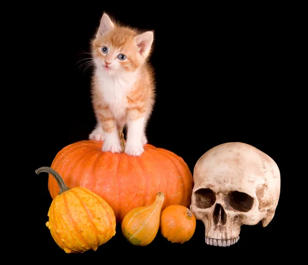 Katt på en pumpking — Stockfoto