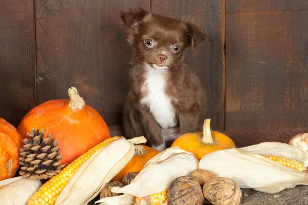 ハロウィン犬 — ストック写真