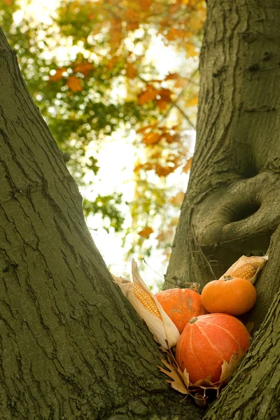 Halloween pompoenen in de herfst — Stockfoto