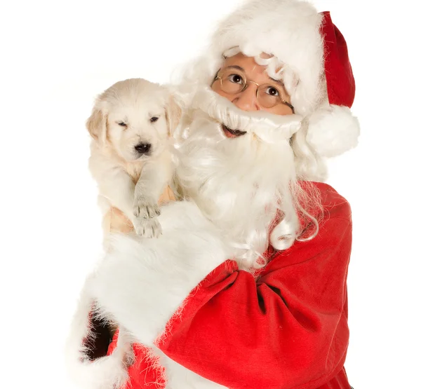 Christmas puppy — Stockfoto