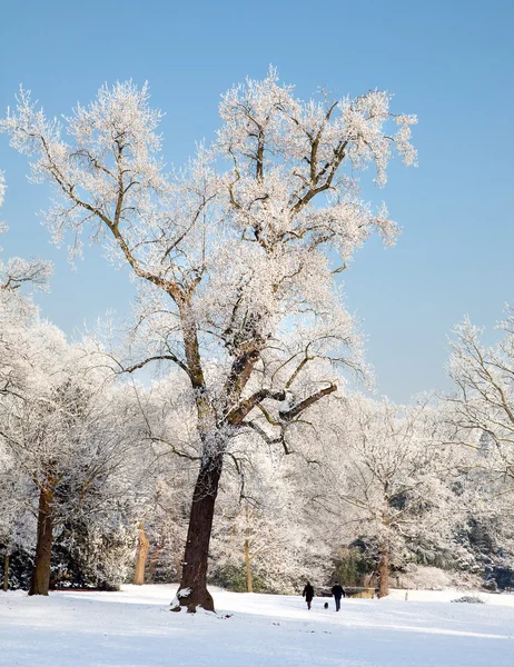 Paar in de sneeuw — Stockfoto