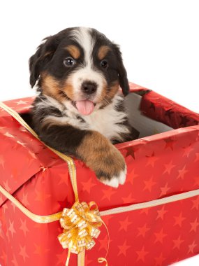 Noel hediyesi ile köpek