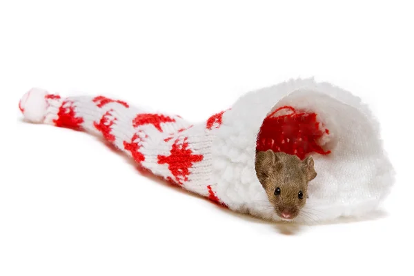 Souris en chapeau de Noël — Photo