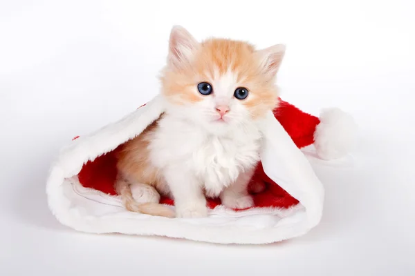 Santa katt — Stockfoto