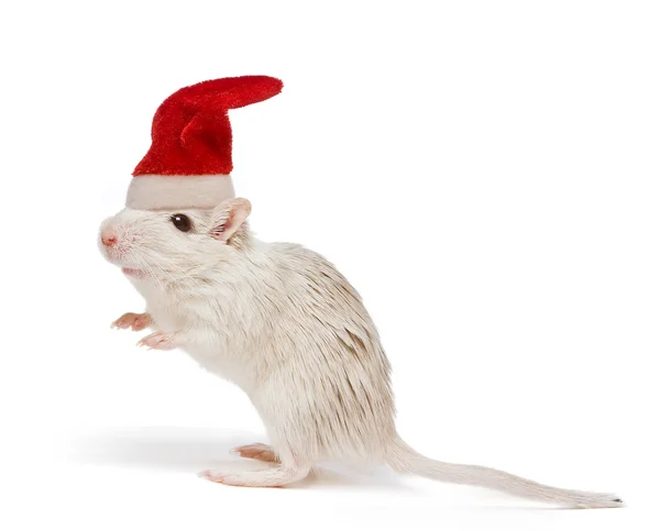 Christmas rat — Stock Photo, Image