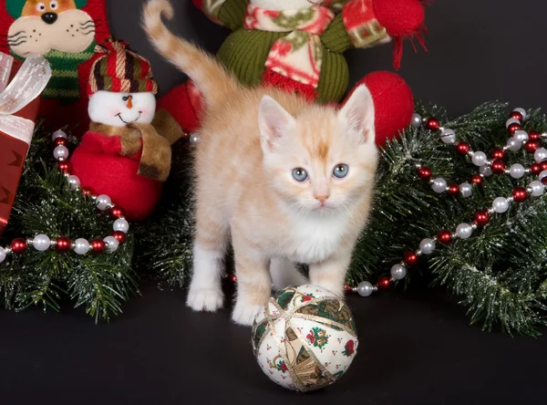 Karácsonyi cica — Stock Fotó
