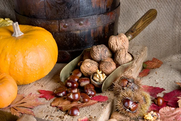 Grote pompoen kleine noten — Stockfoto