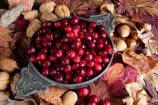 Taze kızılcık — Stok fotoğraf