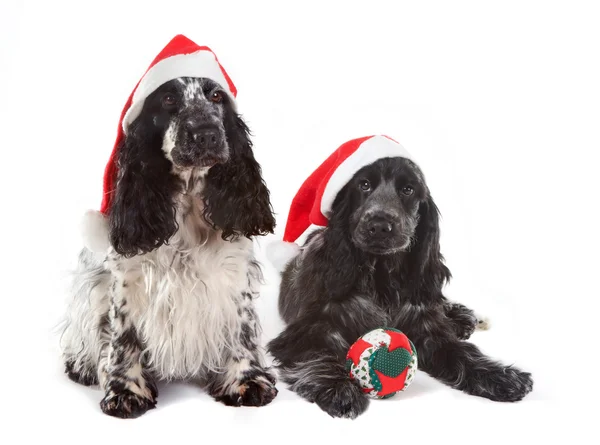 Kerstmis hondjes — Stockfoto