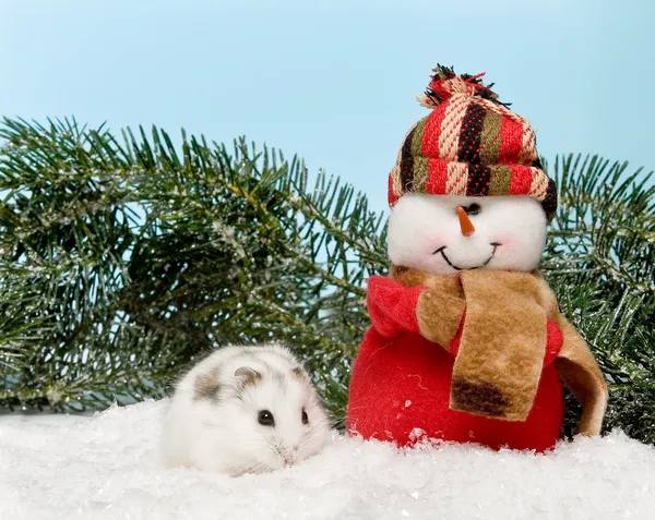 White hamster in the snow — Stock Photo, Image