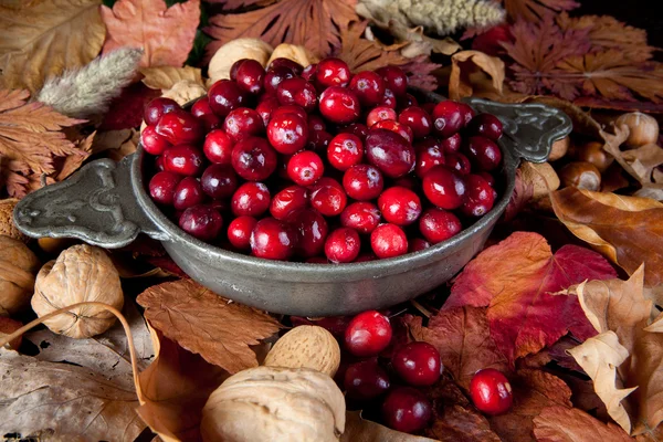 Cranberries no outono — Fotografia de Stock