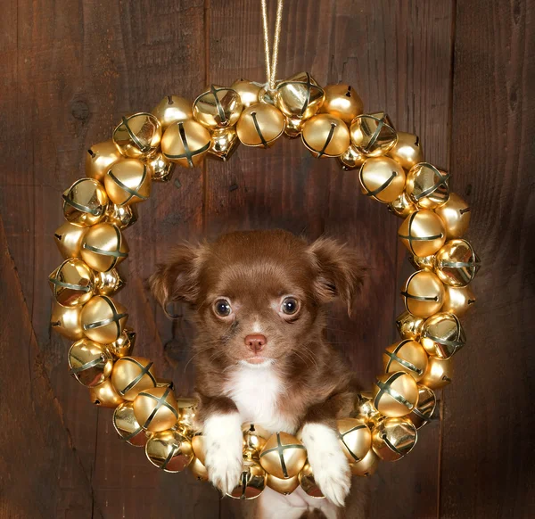 Chihuahua Noel köpek — Stok fotoğraf