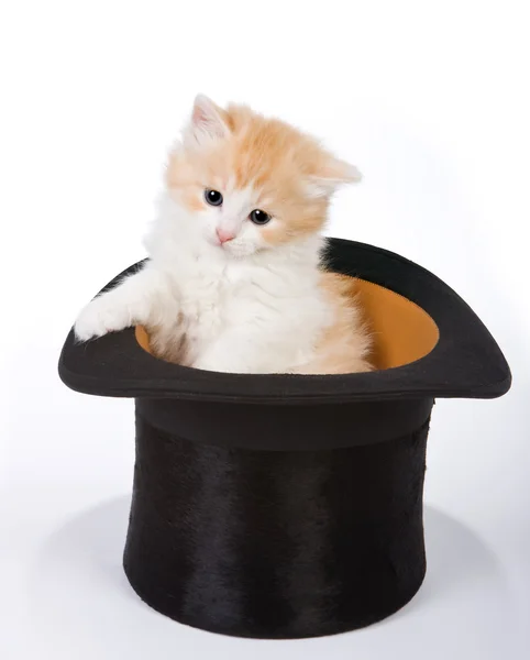 Kouzelné koťátko — Stock fotografie