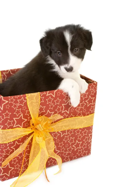 Christmas present puppy — Stock Photo, Image