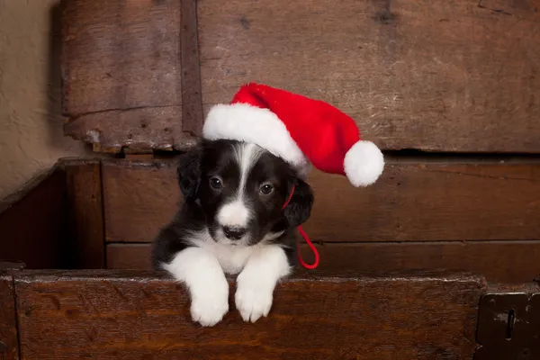 Hallo pup met Kerstmis — Stok fotoğraf