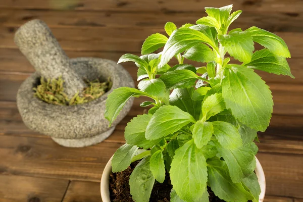 Hrnkové rostliny stevia — Stock fotografie