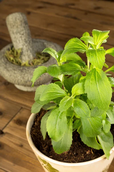 Stevia planta em vaso — Fotografia de Stock