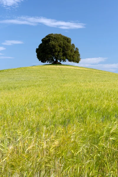 Wheat ores and single tree — Stock Photo, Image