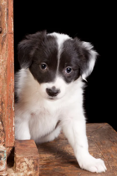 Puppy in window — Stock Photo, Image