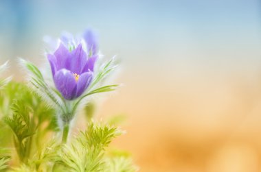 Tek bahar pasque-çiçek