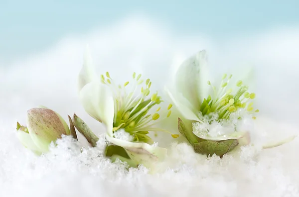 Сніг квіти — стокове фото