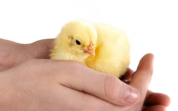 Tender hands — Stock Photo, Image