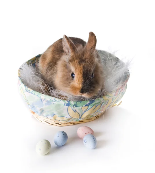 Easter bunny — Stock Photo, Image