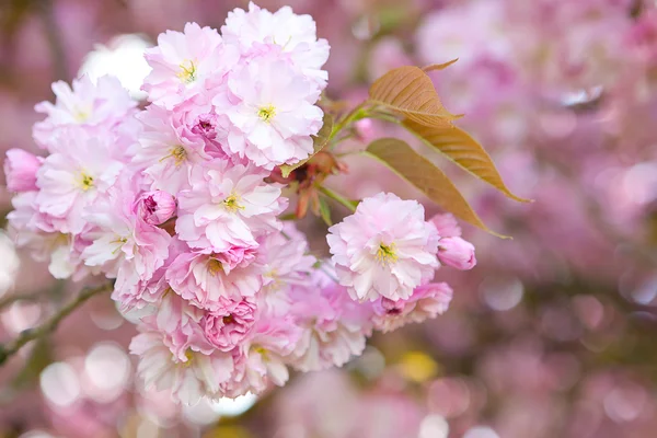 Pink spring blossoms — Stock Photo, Image