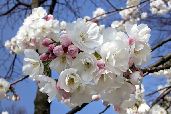 Apple blossoms — Stock Photo, Image