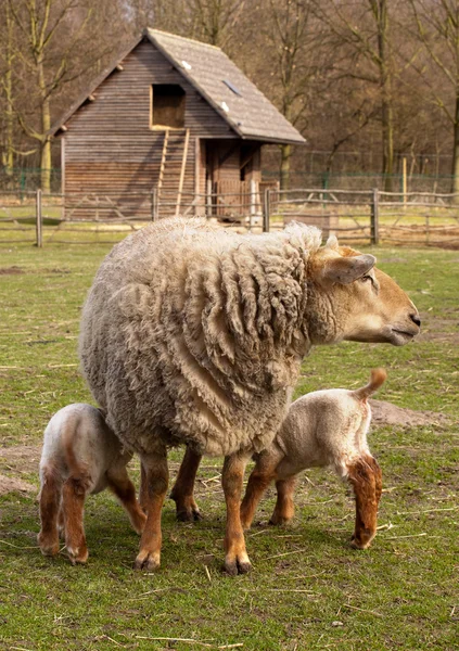 Drinking newborn lambs — Stock Photo, Image