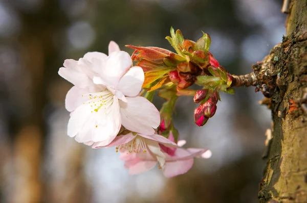 Germoglio primaverile — Foto Stock