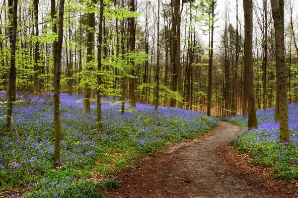 Kurvenweg — Stockfoto