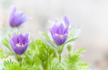 Bahar pasque-çiçek