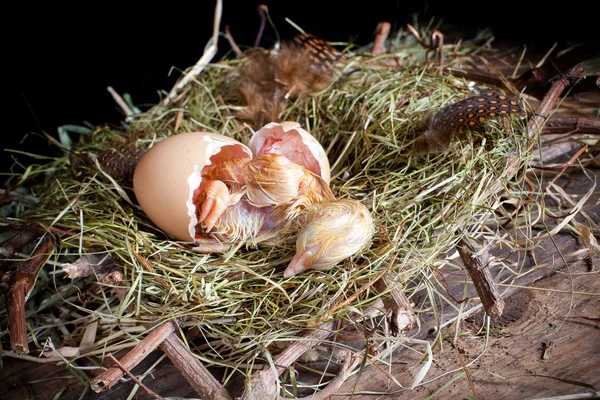 Kleine Küken schlüpfen — Stockfoto