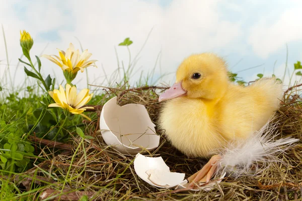 Easter duckling — Stock Photo, Image